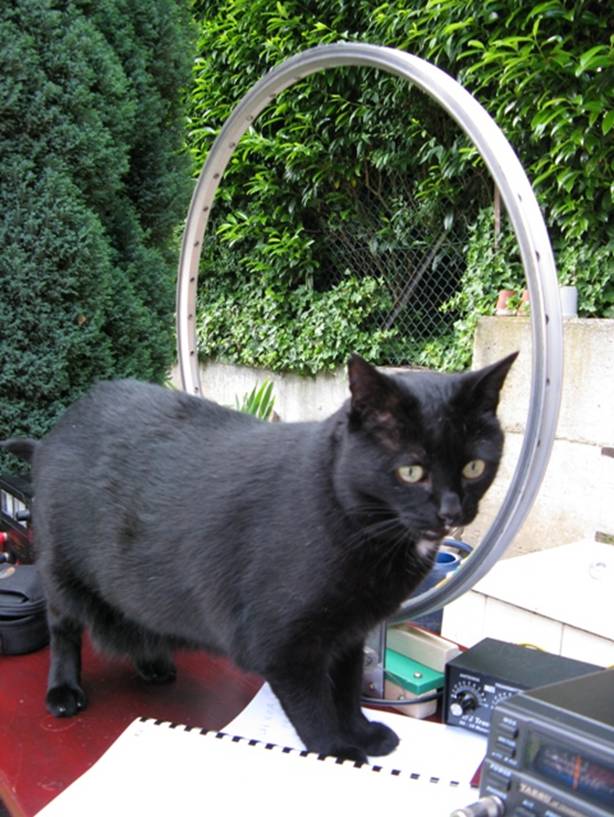 Unsere Katze Blacky vor der Fahrradfelgen-Antenne